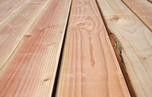 etsim_duglas_fir-300x192 דק איפאה – שאלות נפוצות  